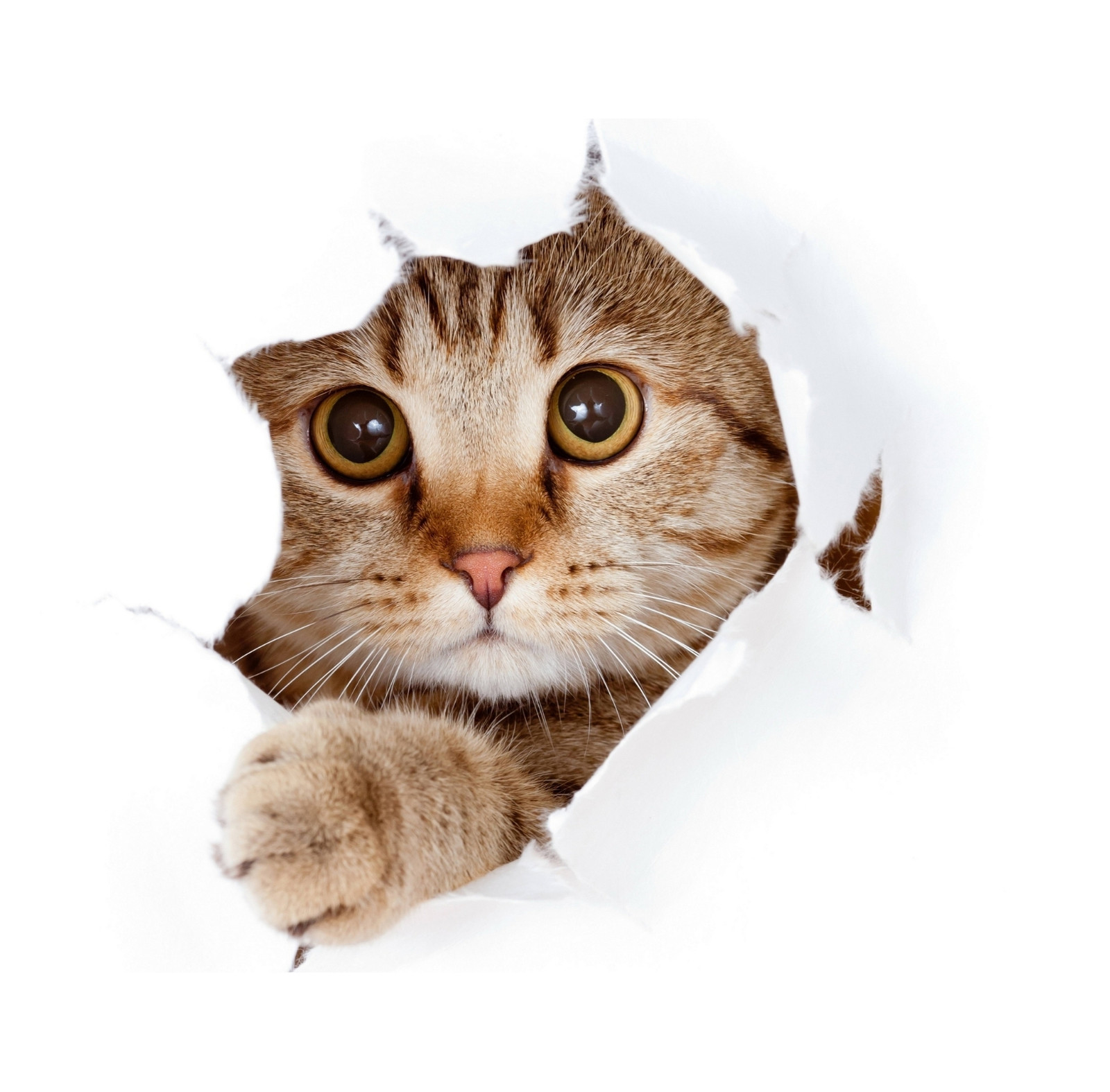 Furriq Furriq screenshot